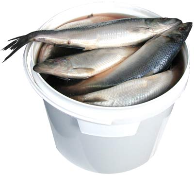 Сельдь в ведре 7кг.SCHULTHEISS